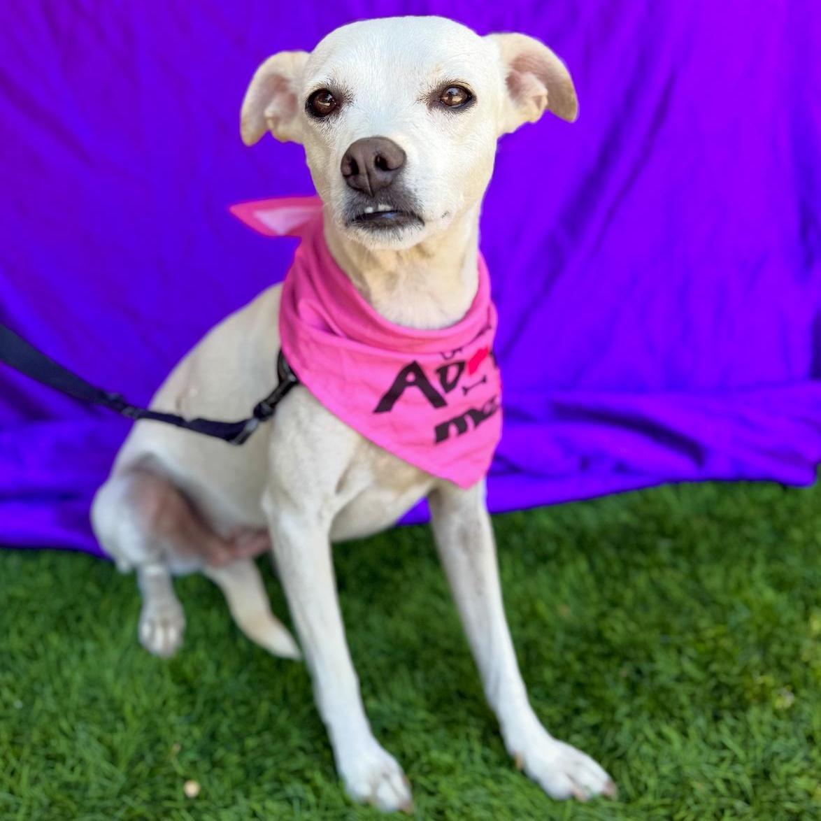 LEA, a ADOPTABLE mixed breed in Rowland Heights, CA image 4/6