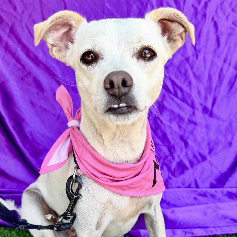 LEA, a ADOPTABLE mixed breed in Rowland Heights, CA image 1/6
