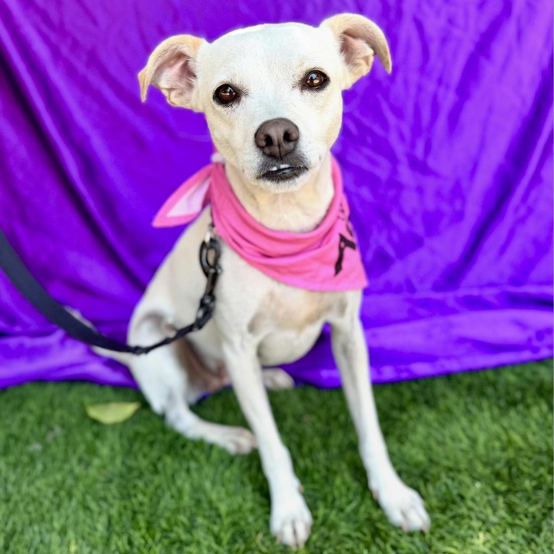 LEA, a ADOPTABLE mixed breed in Rowland Heights, CA image 2/6