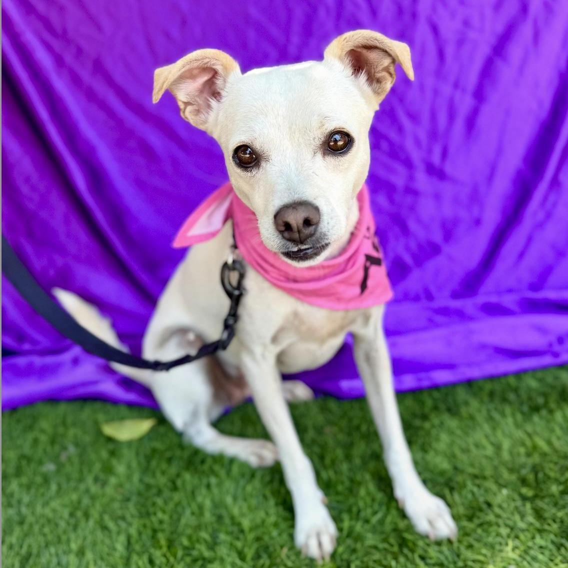 LEA, a ADOPTABLE mixed breed in Rowland Heights, CA image 3/6