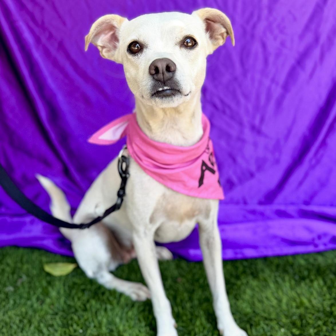 LEA, a ADOPTABLE mixed breed in Rowland Heights, CA image 6/6