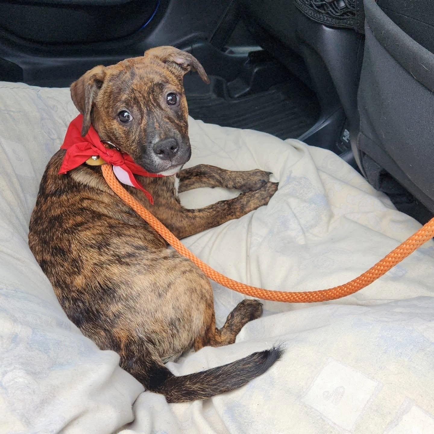 Lola, an adopted Mixed Breed in Ossining, NY image 2/2