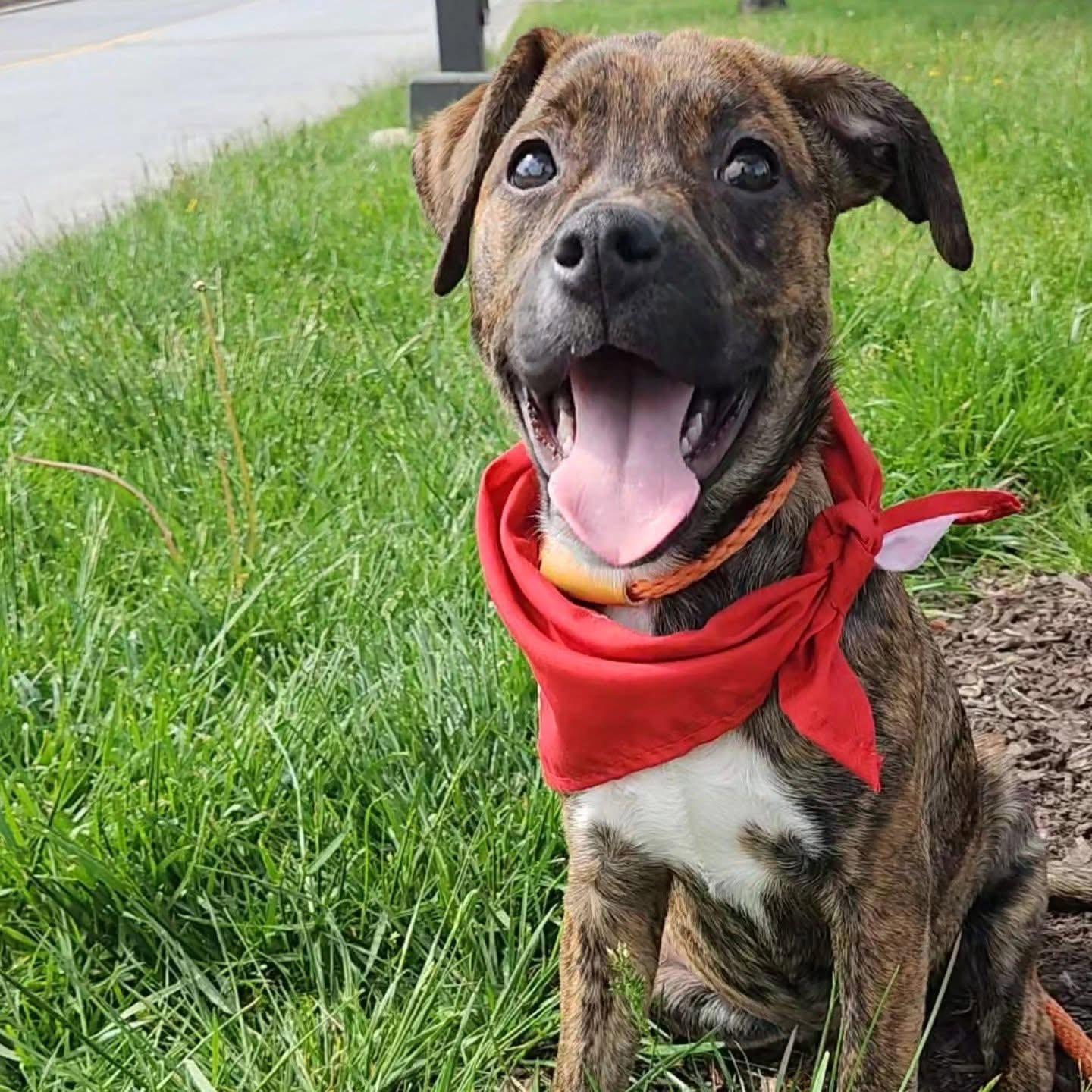 Lola, adopted, Young Female Mixed Breed.