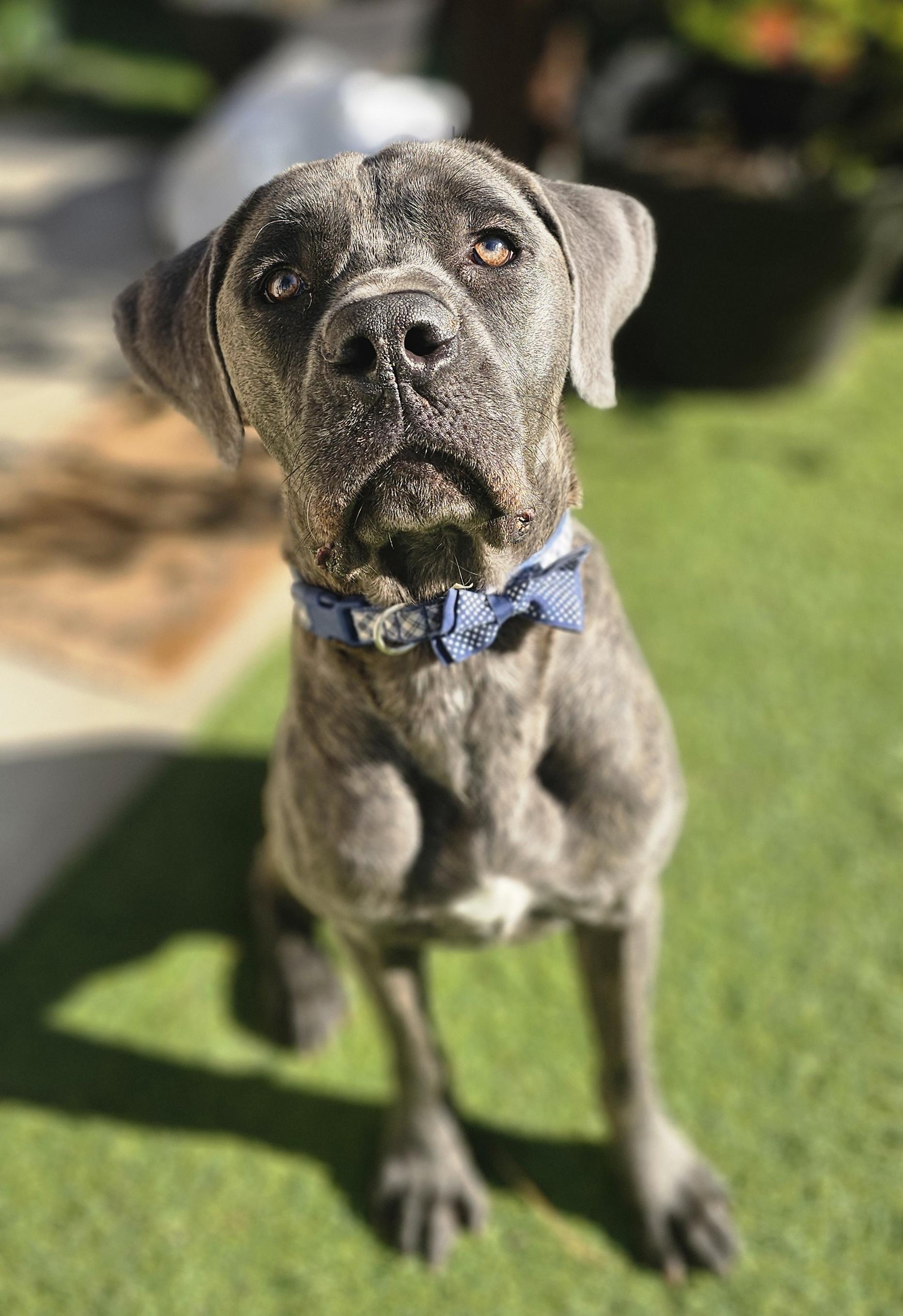 Enlarge Bruno, a Adoptable mixed breed in East Syracuse, NY image 6/6