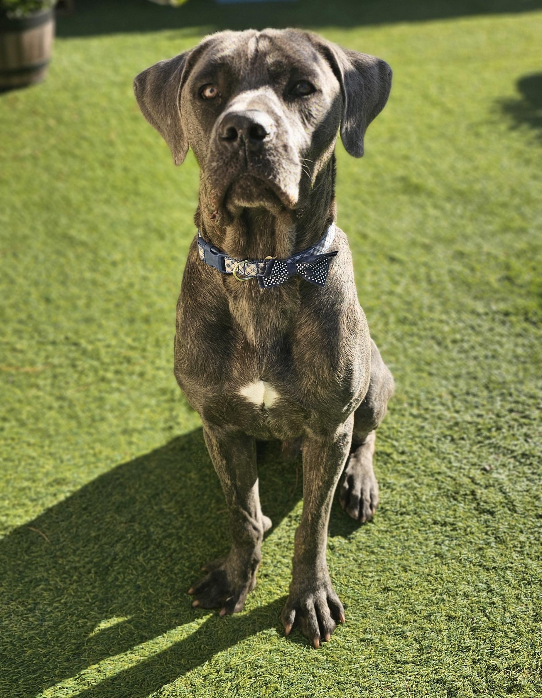 Enlarge Bruno, a Adoptable mixed breed in East Syracuse, NY image 5/6