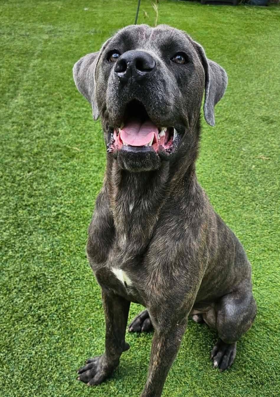 Enlarge Bruno, a Adoptable mixed breed in East Syracuse, NY image 4/6