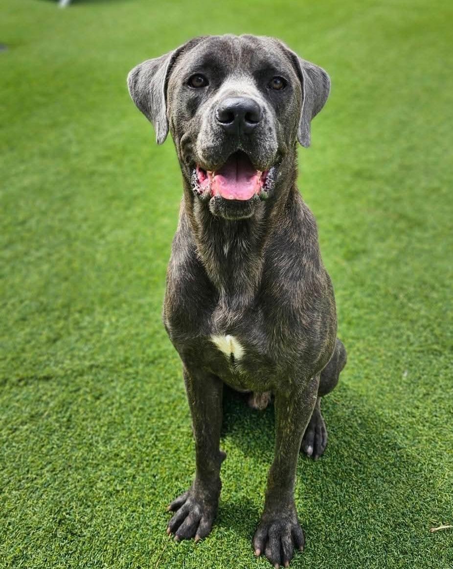 Enlarge Bruno, a Adoptable mixed breed in East Syracuse, NY image 2/6