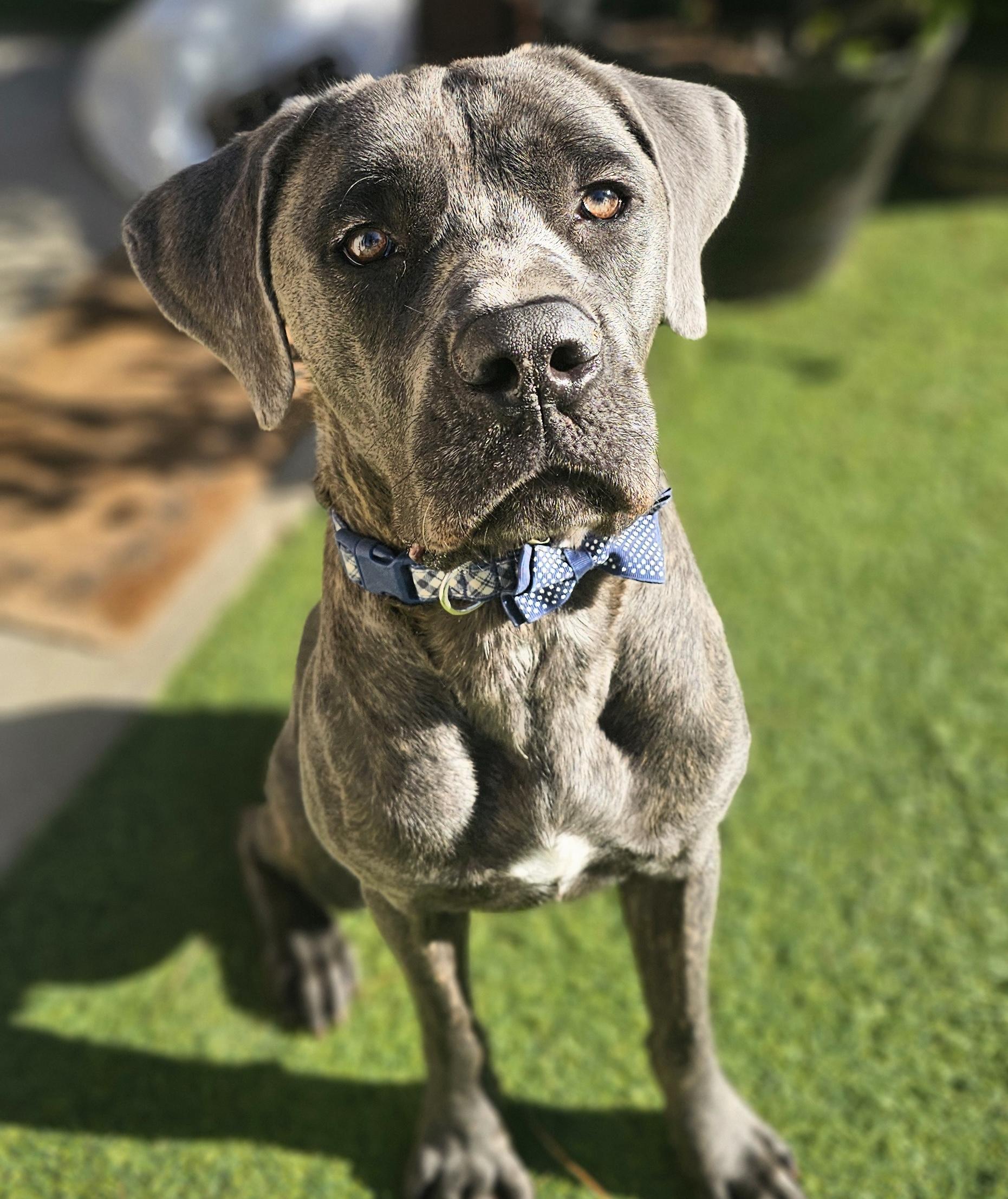 Enlarge Bruno, a Adoptable mixed breed in East Syracuse, NY image 3/6
