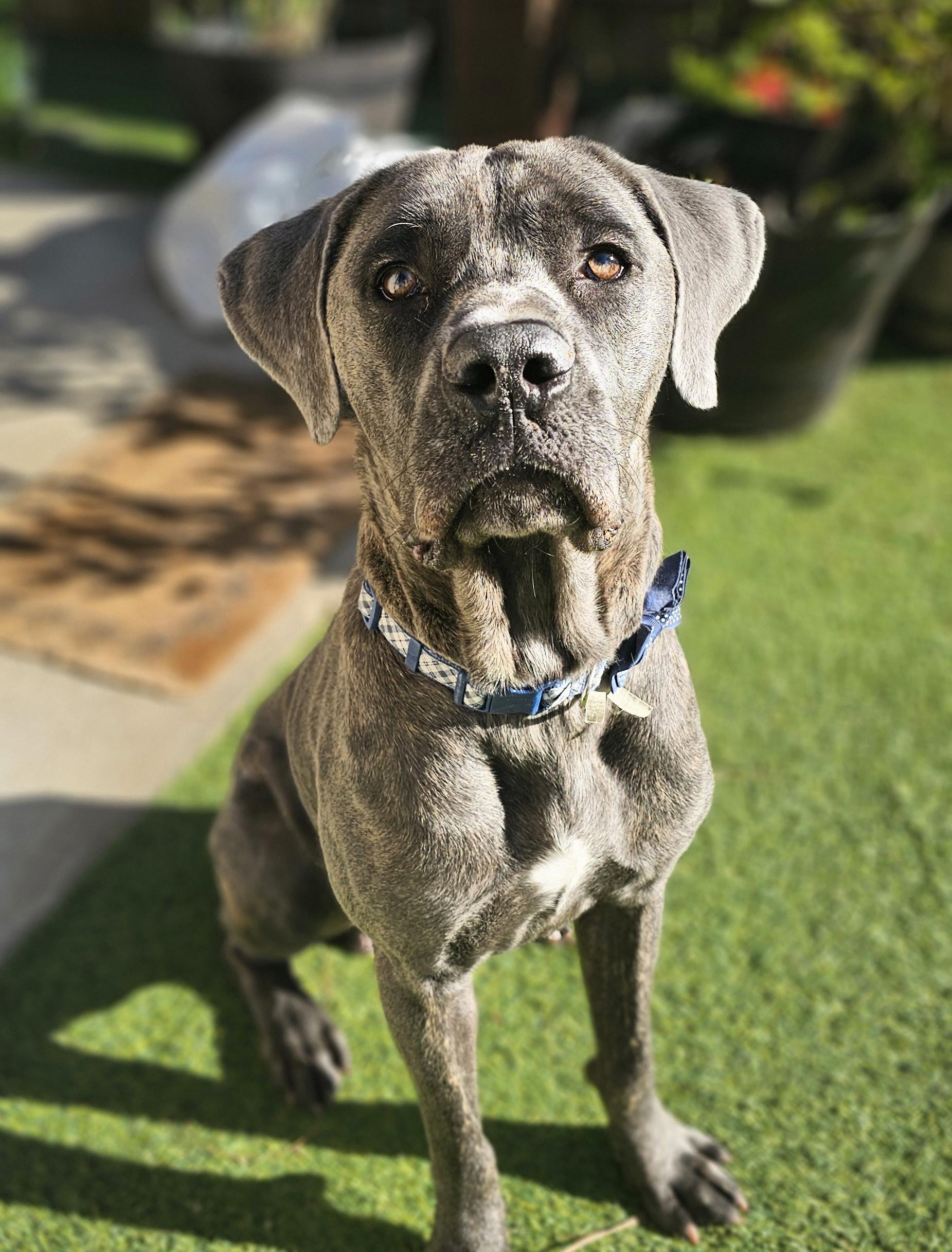 Enlarge Bruno, a Adoptable mixed breed in East Syracuse, NY image 1/6