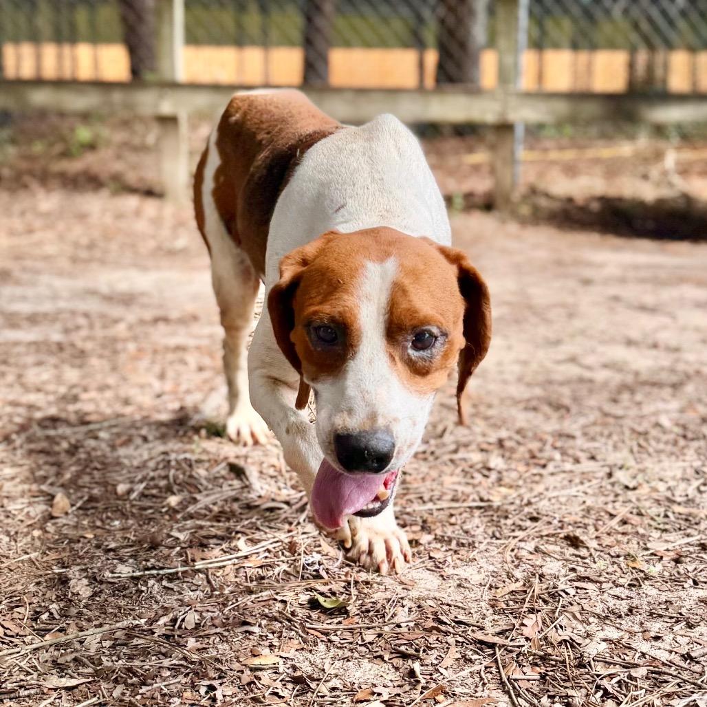 Enlarge Bubba, a Adoptable Mixed Breed in Milton, FL image 1/1