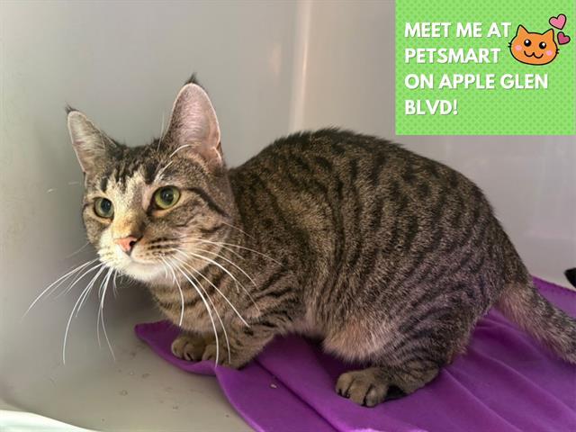 KYLIE, Adoptable, Adult Female Domestic Short Hair.