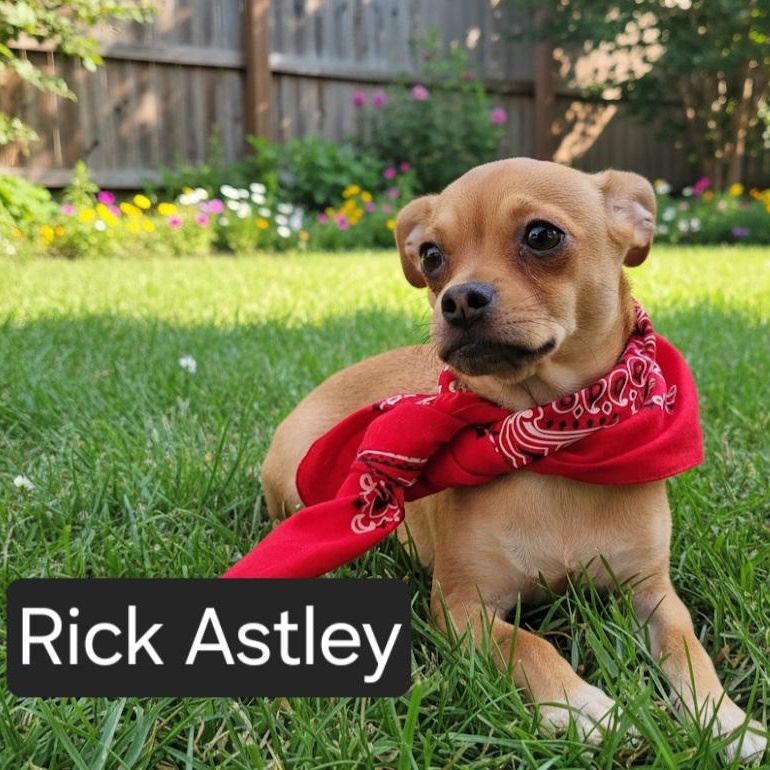 Rick Astley, a Adoptable mixed breed in Gilbert, AZ image 2/2