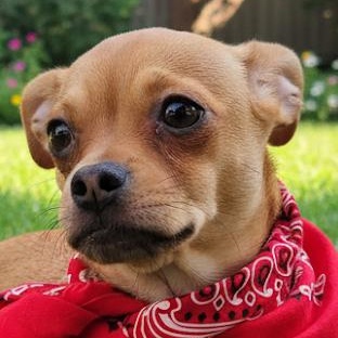 Rick Astley, Adoptable, Young Male Chihuahua & Pug.
