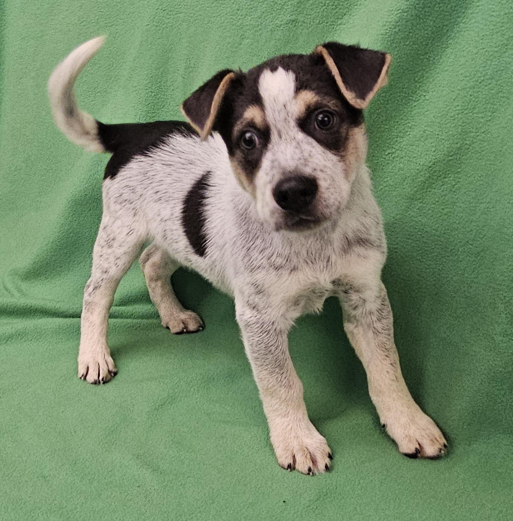 Joey, a ADOPTABLE mixed breed in Salt Lake City, UT image 3/4