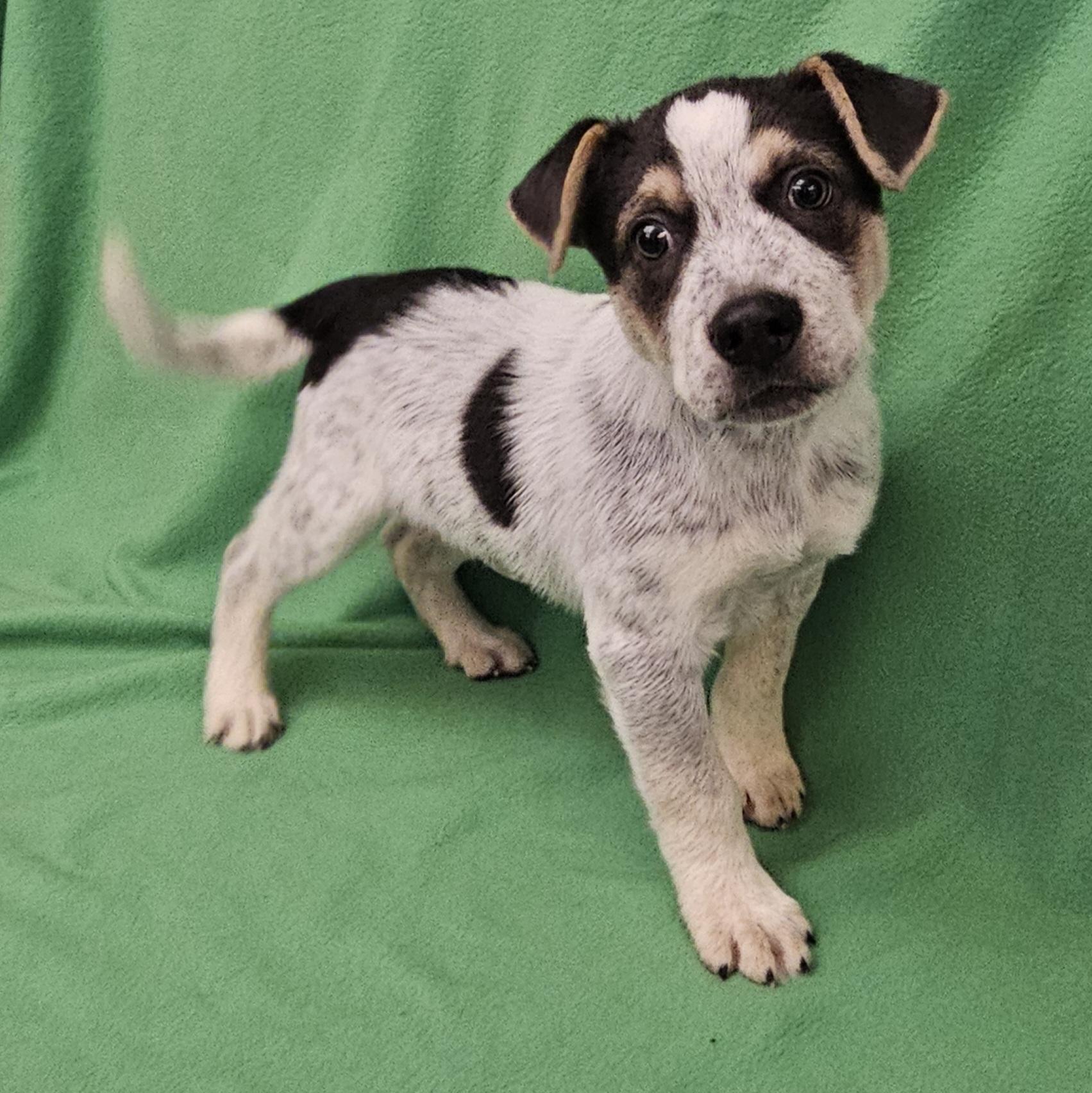 Joey, a ADOPTABLE mixed breed in Salt Lake City, UT image 2/4