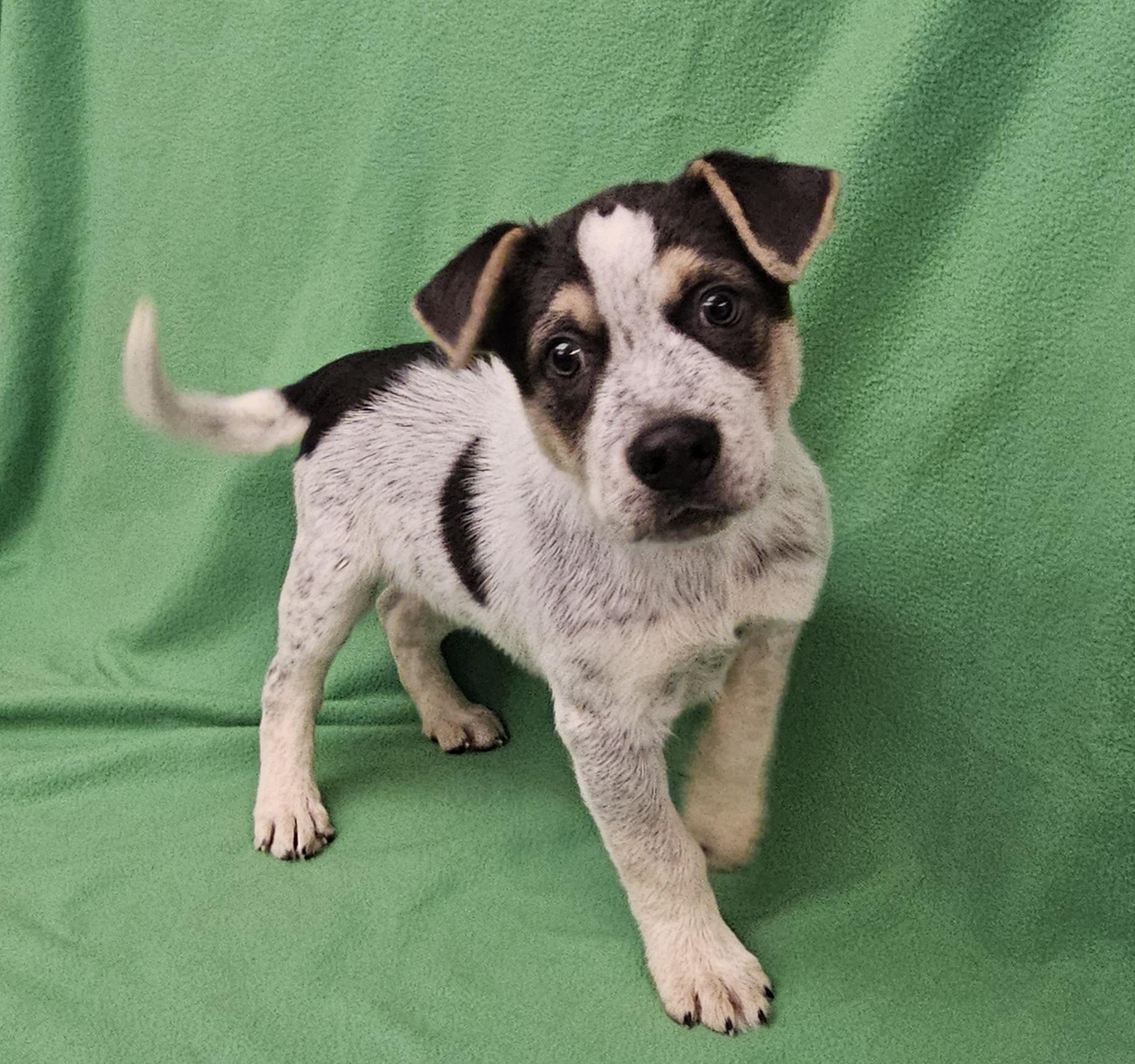 Joey, a ADOPTABLE mixed breed in Salt Lake City, UT image 4/4