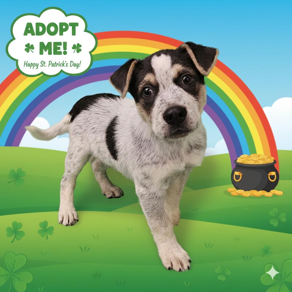 Joey, ADOPTABLE, Puppy Male Australian Cattle Dog / Blue Heeler.