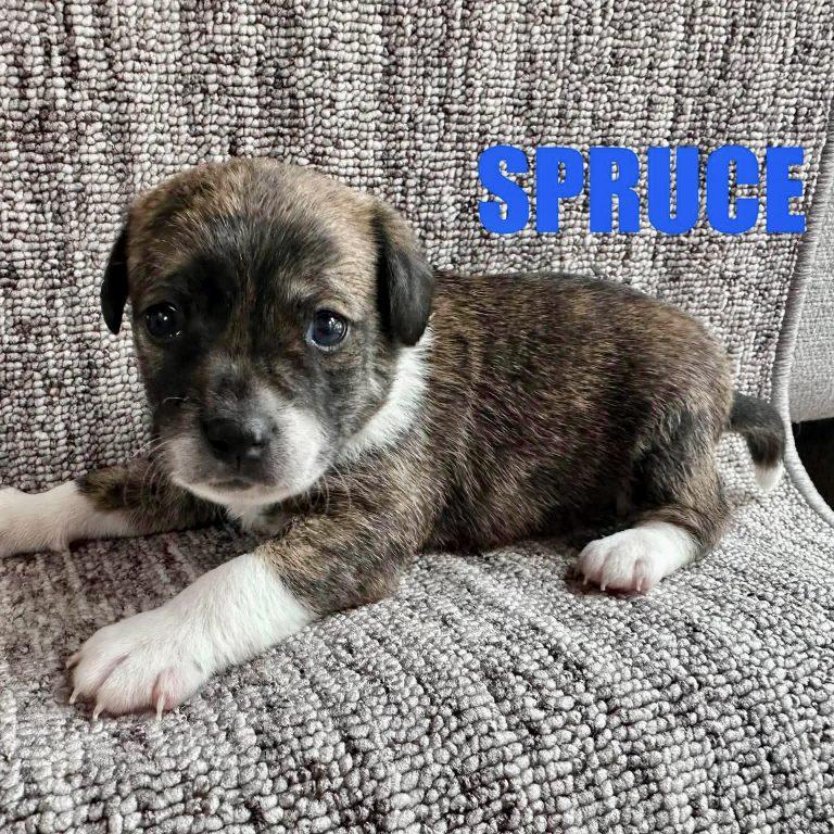 Enlarge Spruce, a Adoptable Chihuahua in Wilmington, NC image 1/2
