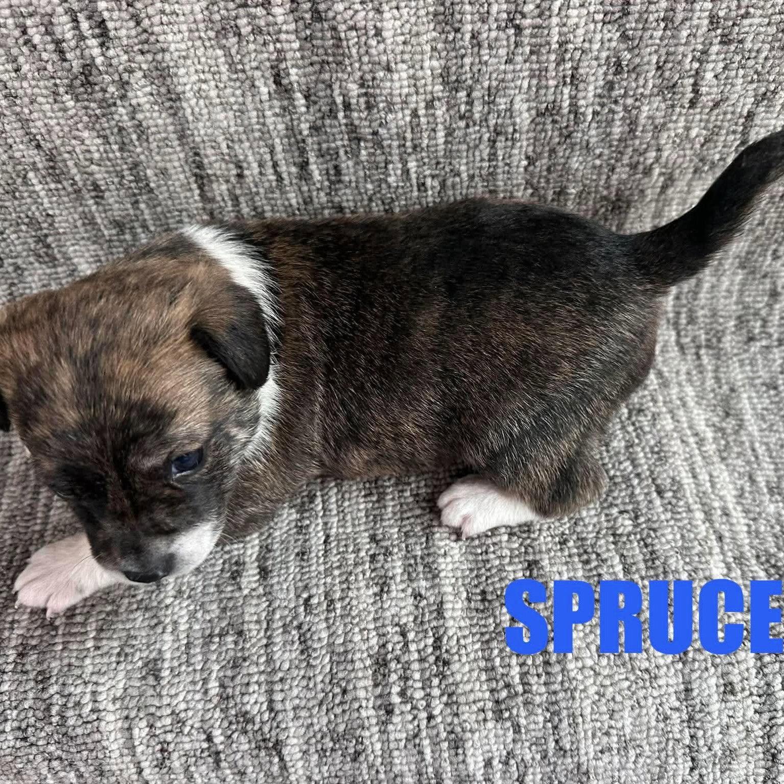 Enlarge Spruce, a Adoptable Chihuahua in Wilmington, NC image 2/2