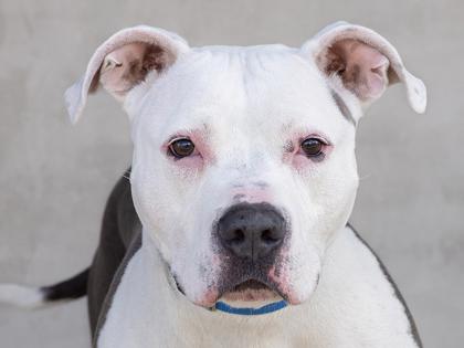 Milo, Adoptable, Adult Male Mixed Breed & Mixed Breed.