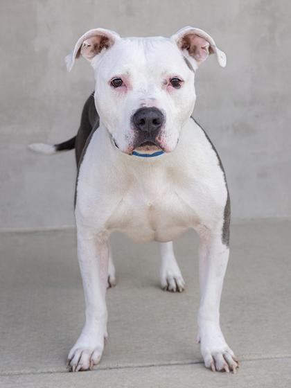 Milo, a Adoptable mixed breed in Longmont, CO image 2/3