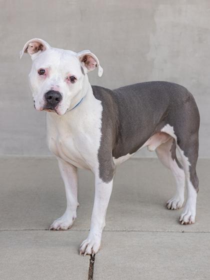 Milo, a Adoptable mixed breed in Longmont, CO image 3/3