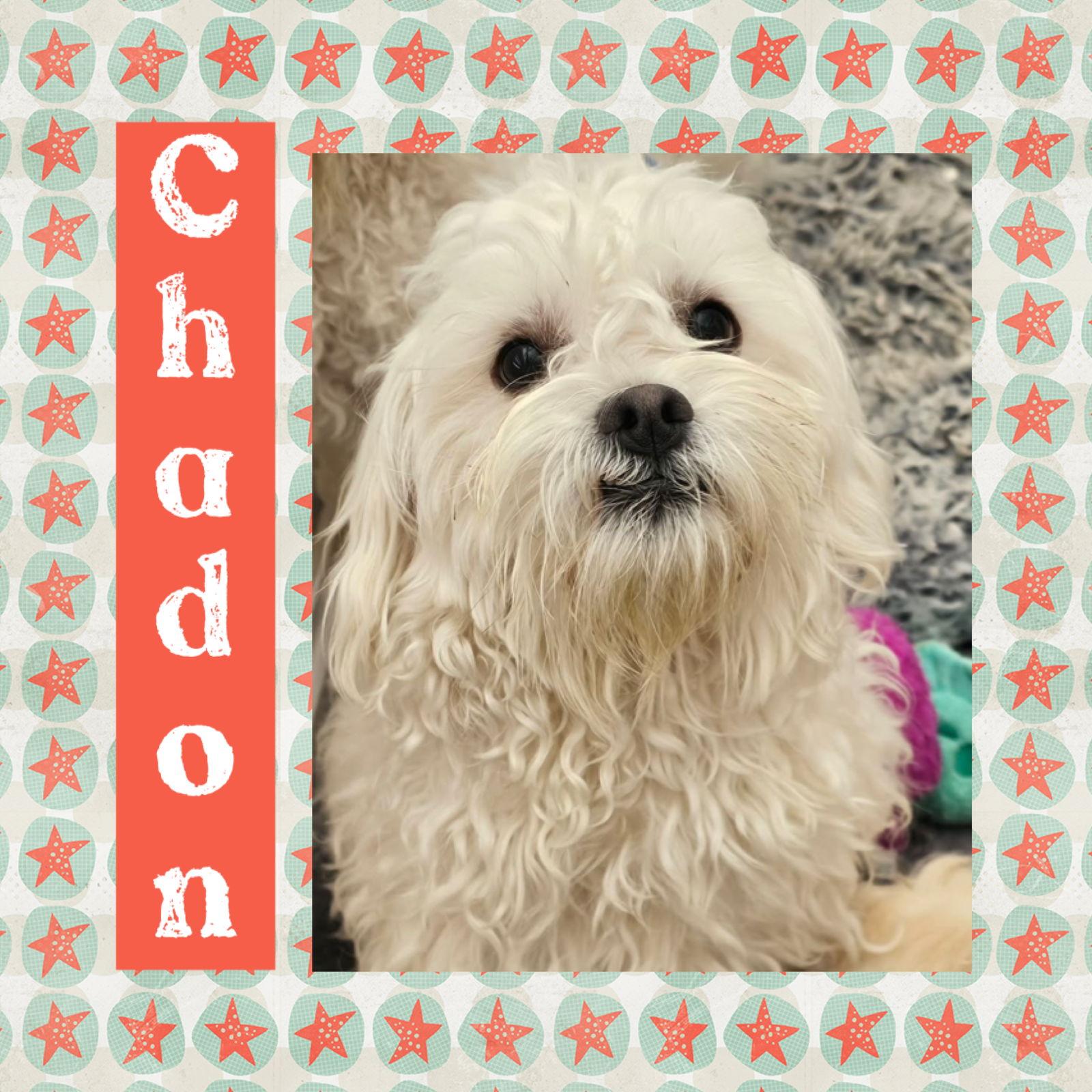 Chadon, Adoptable, Adult Male Bichon Frise & Maltese.