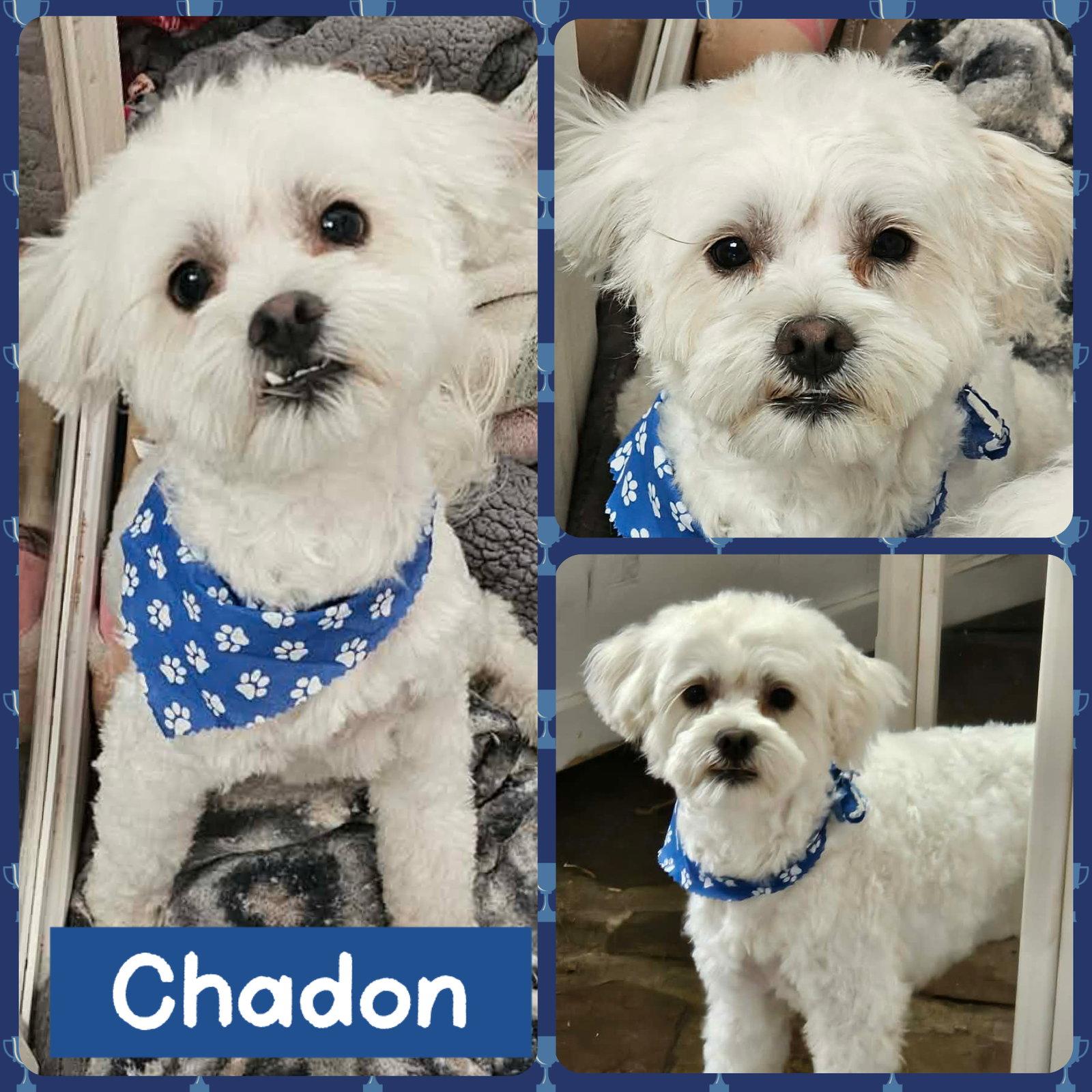 Enlarge Chadon, a Adoptable mixed breed in Littleton, CO image 2/3