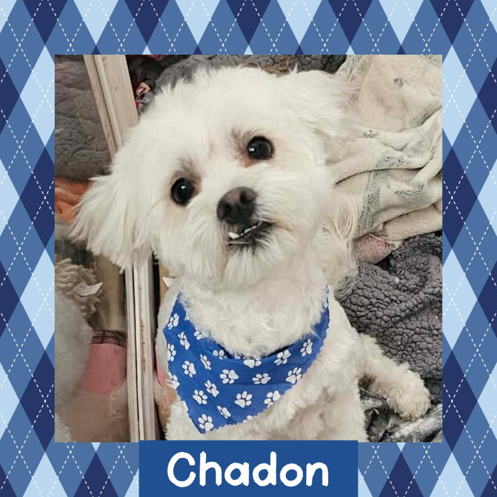 Enlarge Chadon, a Adoptable mixed breed in Littleton, CO image 3/3