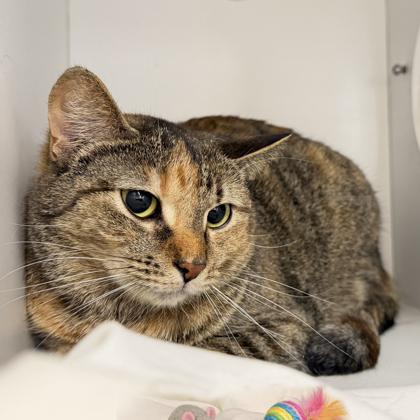 Enlarge Pixie, a Adoptable mixed breed in Voorhees, NJ image 1/2