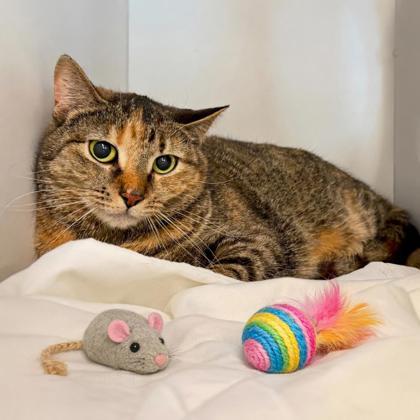 Enlarge Pixie, a Adoptable mixed breed in Voorhees, NJ image 2/2