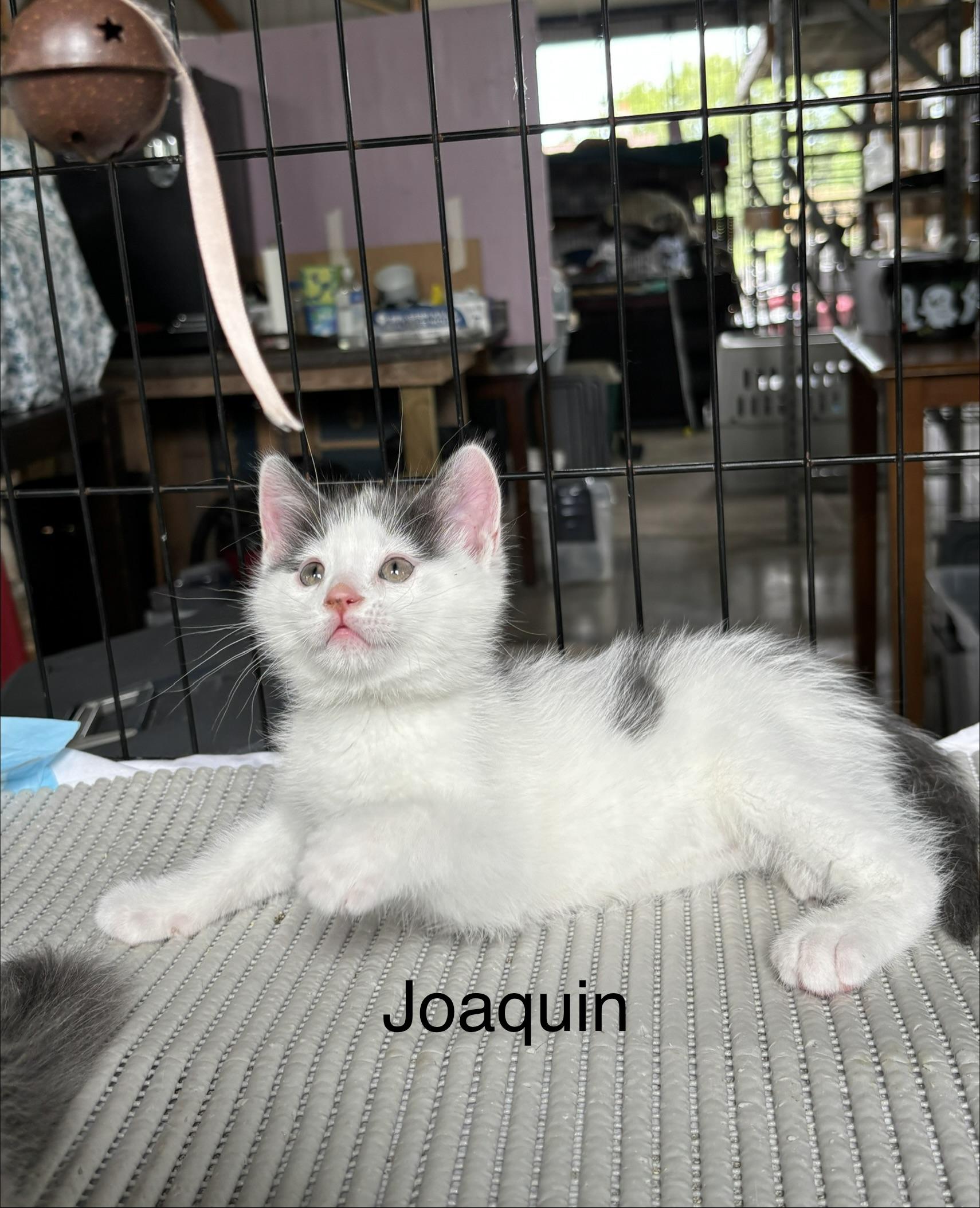 Enlarge Joaquin - The Phoenix Litter, a Adoptable mixed breed in Sheboygan, WI image 2/3