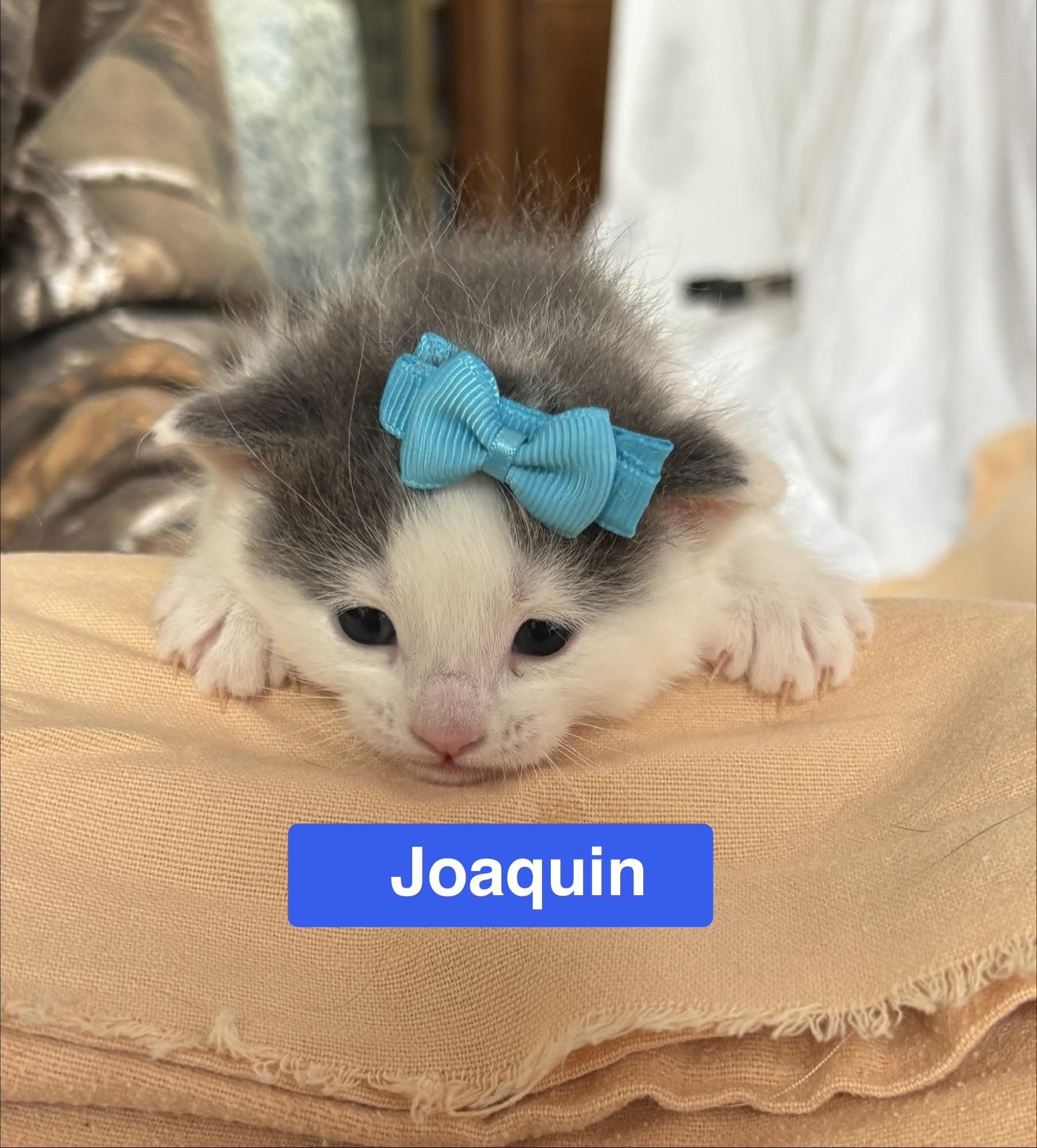 Joaquin - The Phoenix Litter, Adoptable, Kitten Male Domestic Short Hair.