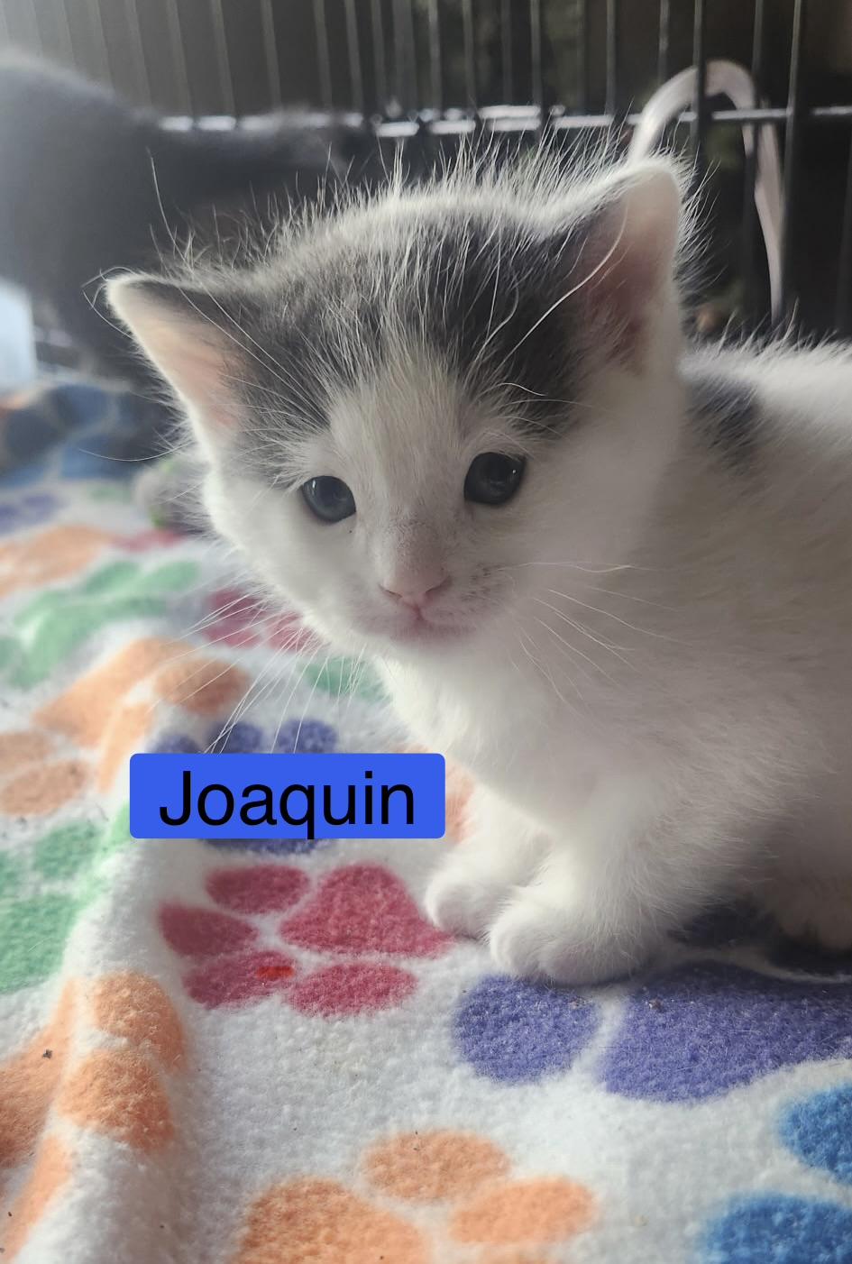 Enlarge Joaquin - The Phoenix Litter, a Adoptable mixed breed in Sheboygan, WI image 3/3
