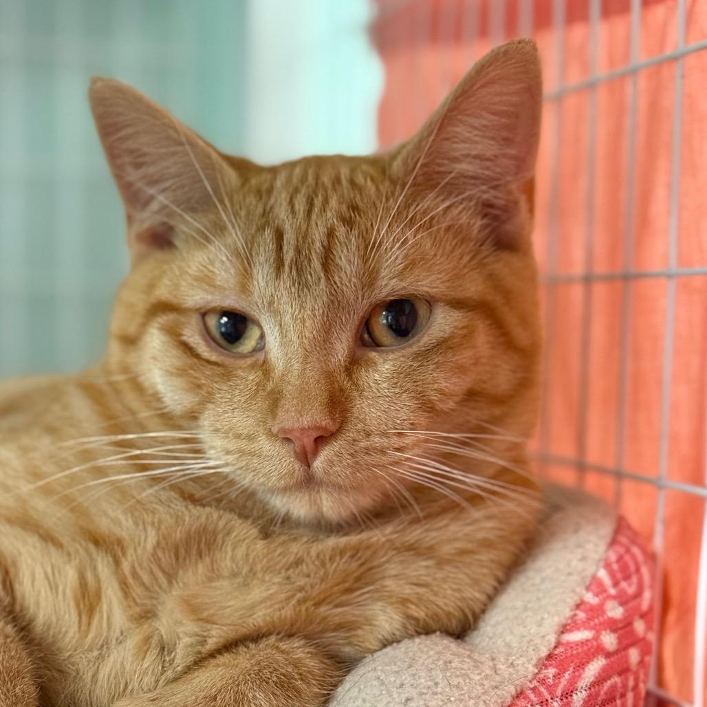 Katsuta, Adoptable, Young Male Domestic Short Hair & Domestic Short Hair.