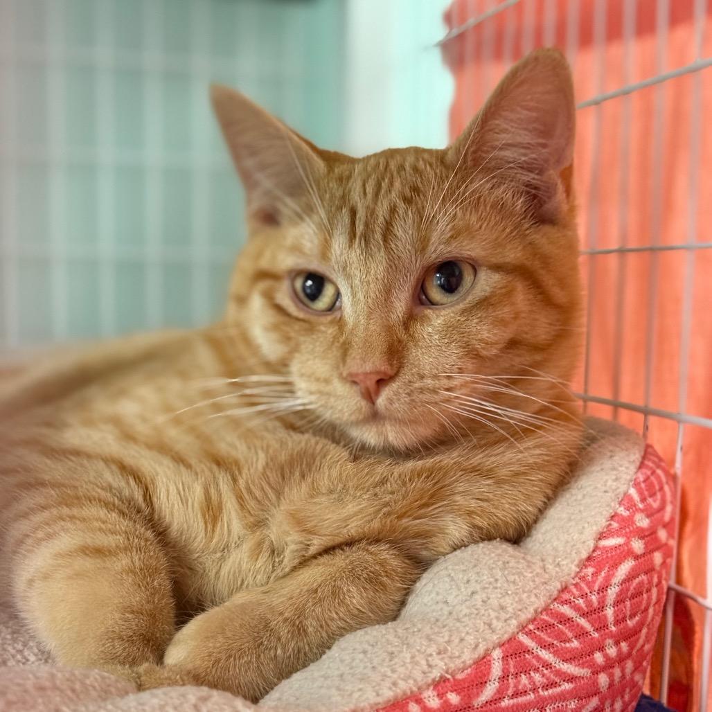 Enlarge Katsuta, a Adoptable mixed breed in Redwood Valley, CA image 3/6