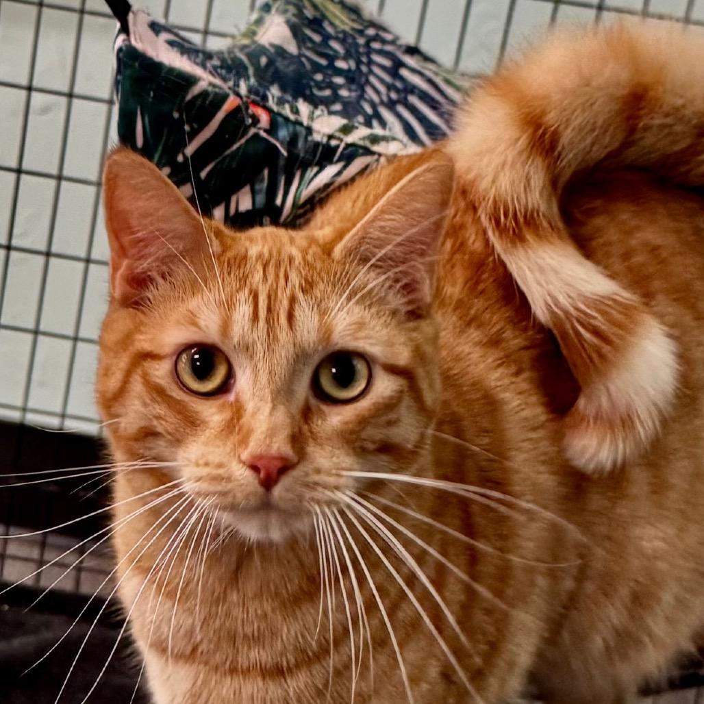 Katsuta, a Adoptable mixed breed in Redwood Valley, CA image 3/6