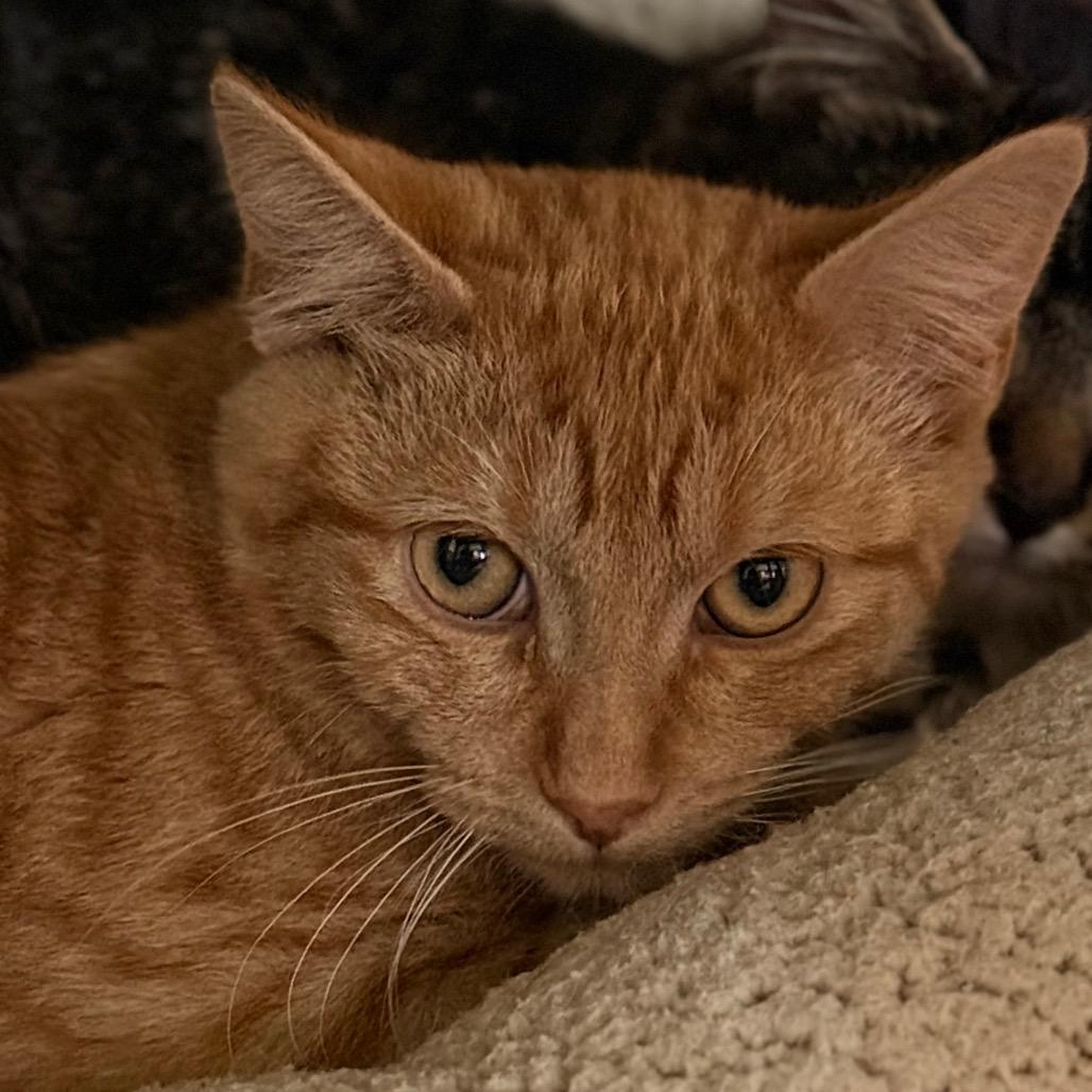 Enlarge Katsuta, a Adoptable mixed breed in Redwood Valley, CA image 4/6