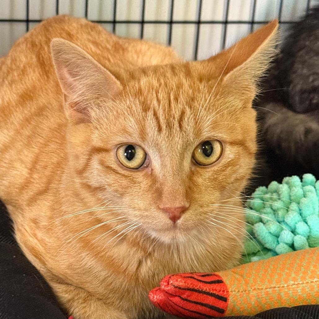 Enlarge Katsuta, a Adoptable mixed breed in Redwood Valley, CA image 5/6