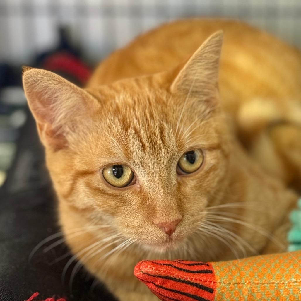 Enlarge Katsuta, a Adoptable mixed breed in Redwood Valley, CA image 6/6