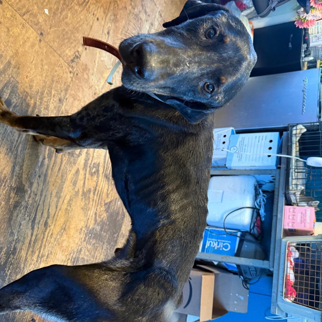 Enlarge Barlow 060101A, a Adoptable mixed breed in Amory, MS image 1/4