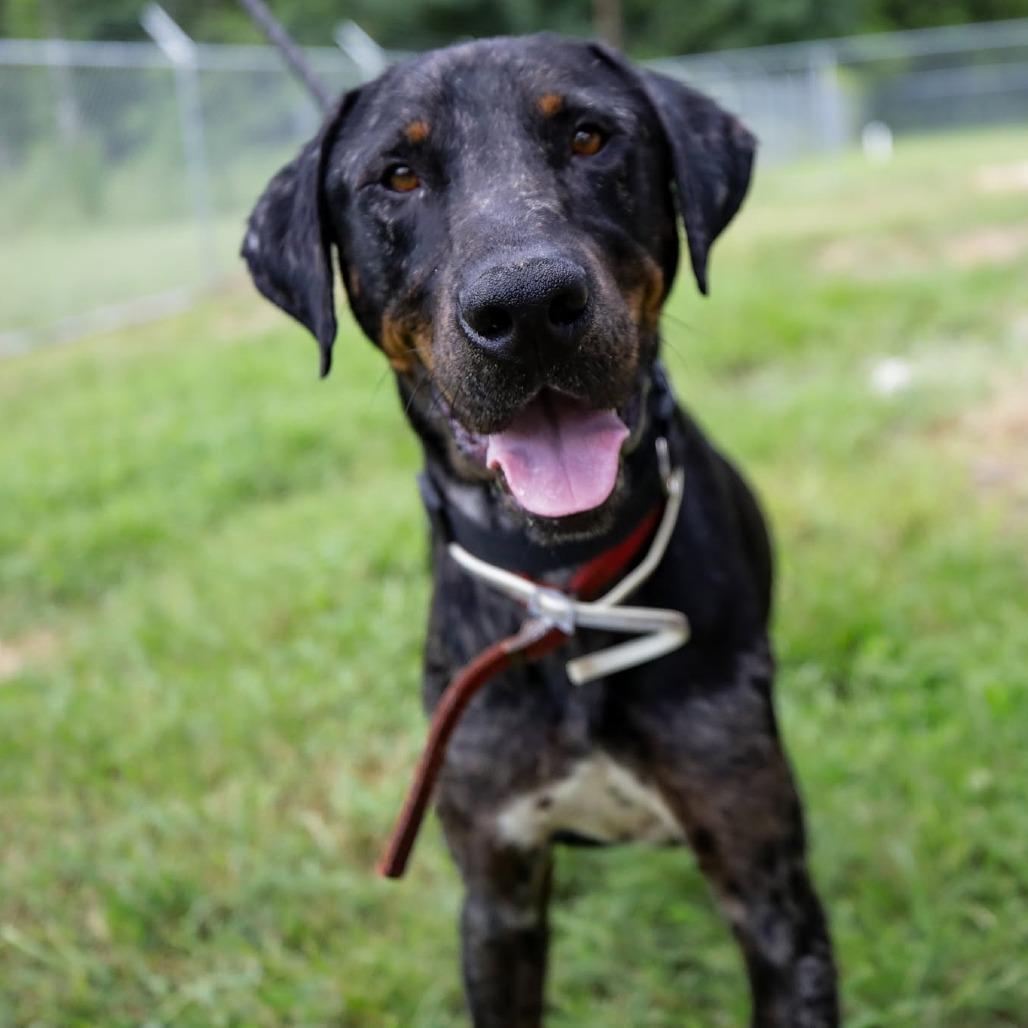 Enlarge Barlow 060101A, a Adoptable mixed breed in Amory, MS image 2/4