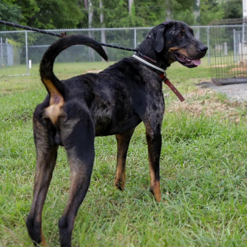 Enlarge Barlow 060101A, a Adoptable mixed breed in Amory, MS image 4/4