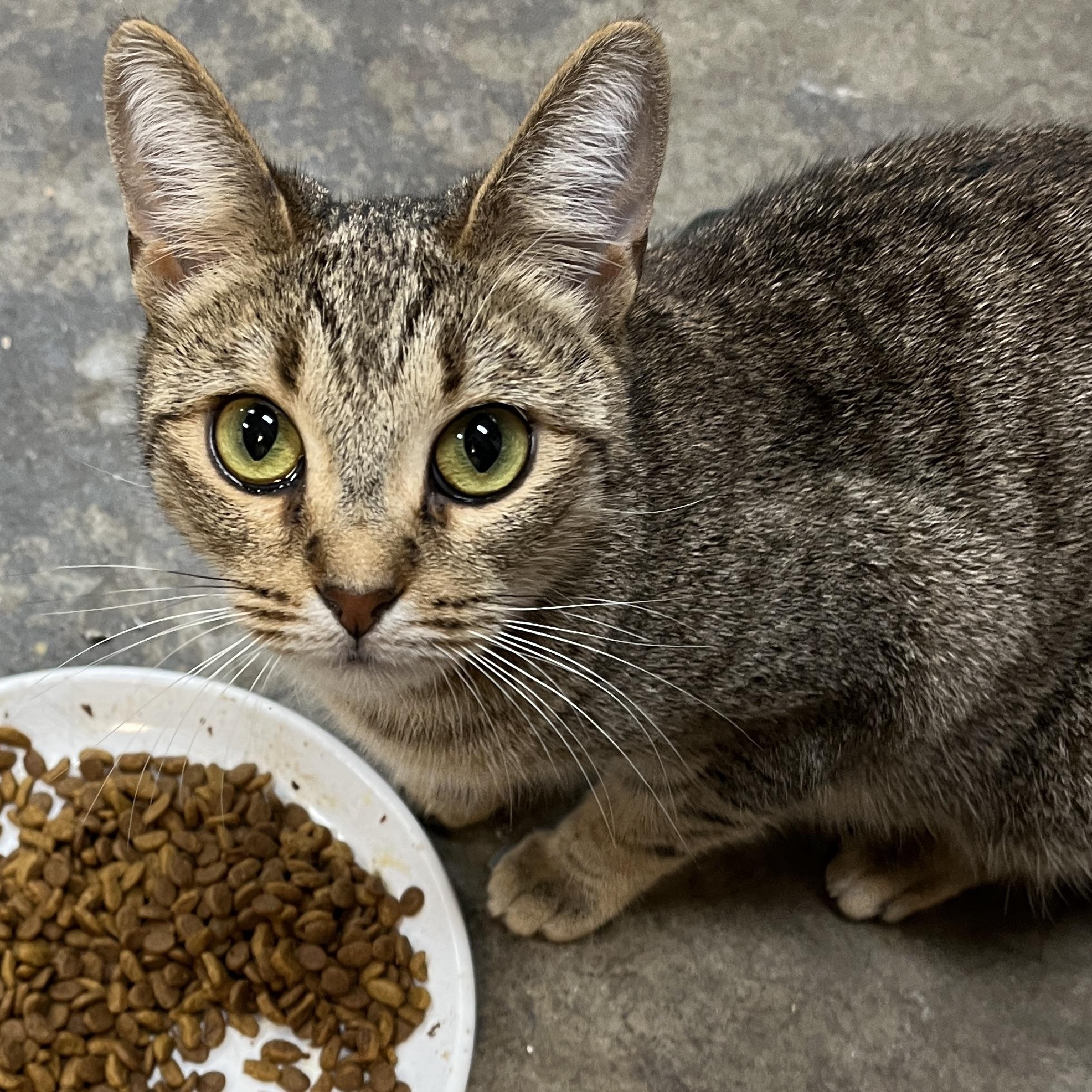 Enlarge Stevie, an adopted Domestic Short Hair in Shingletown, CA image 2/3