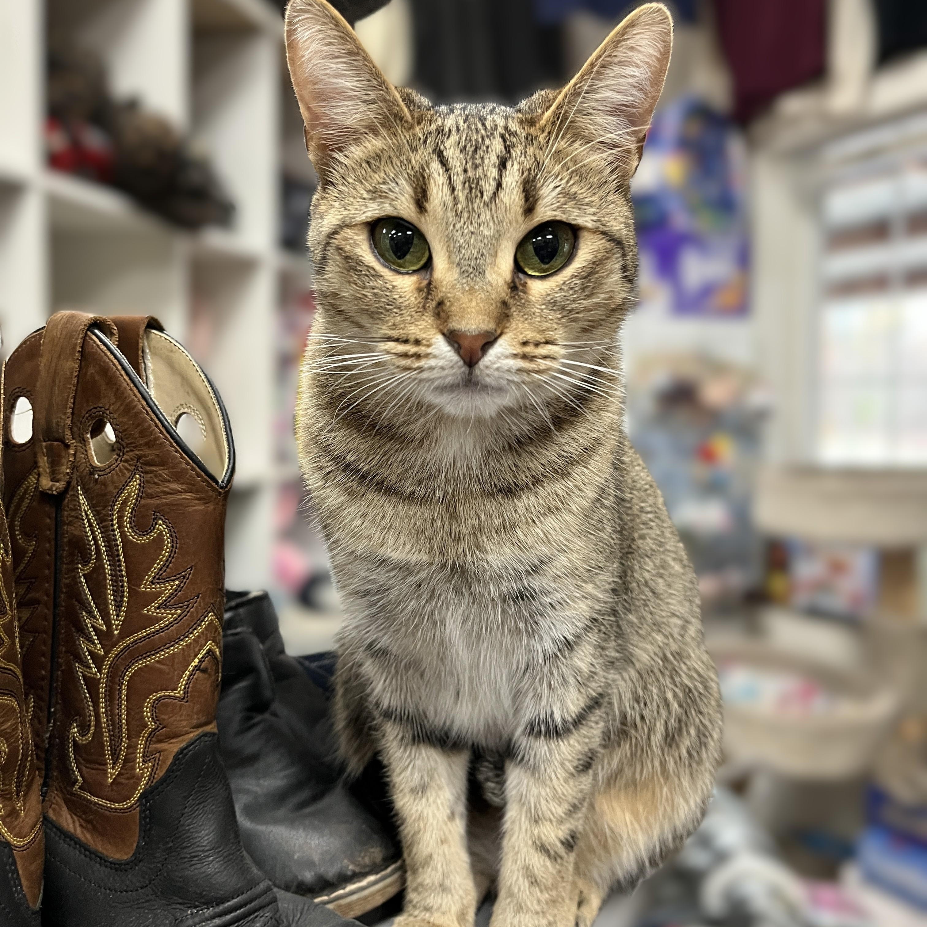 Stevie, adopted, Young Female Domestic Short Hair.