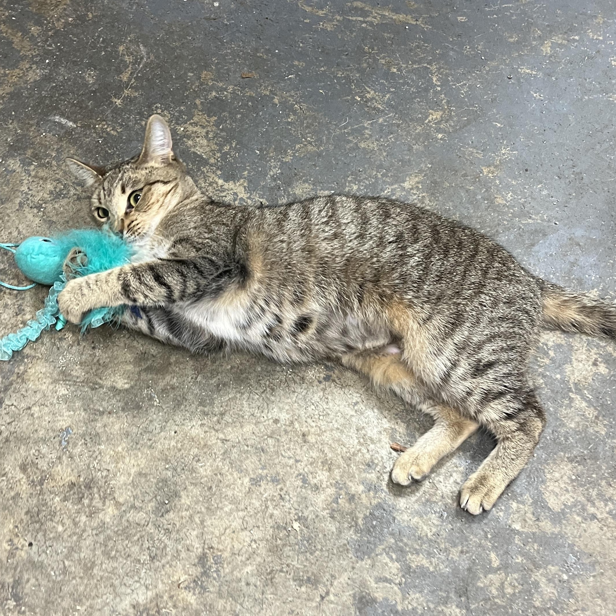 Enlarge Stevie, an adopted Domestic Short Hair in Shingletown, CA image 3/3