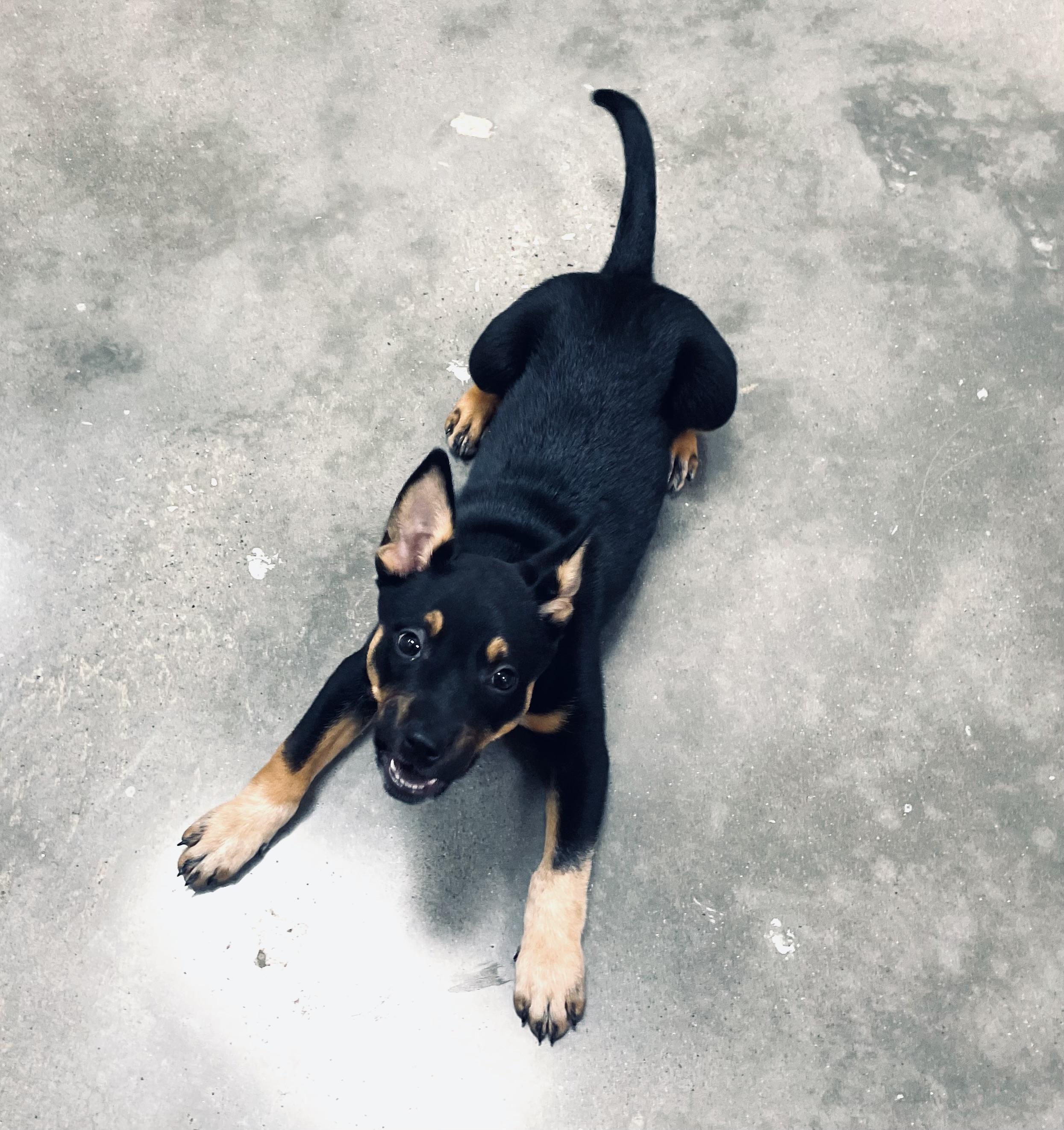 Cindy Lou, adopted, Puppy Female Australian Kelpie & Australian Cattle Dog / Blue Heeler.