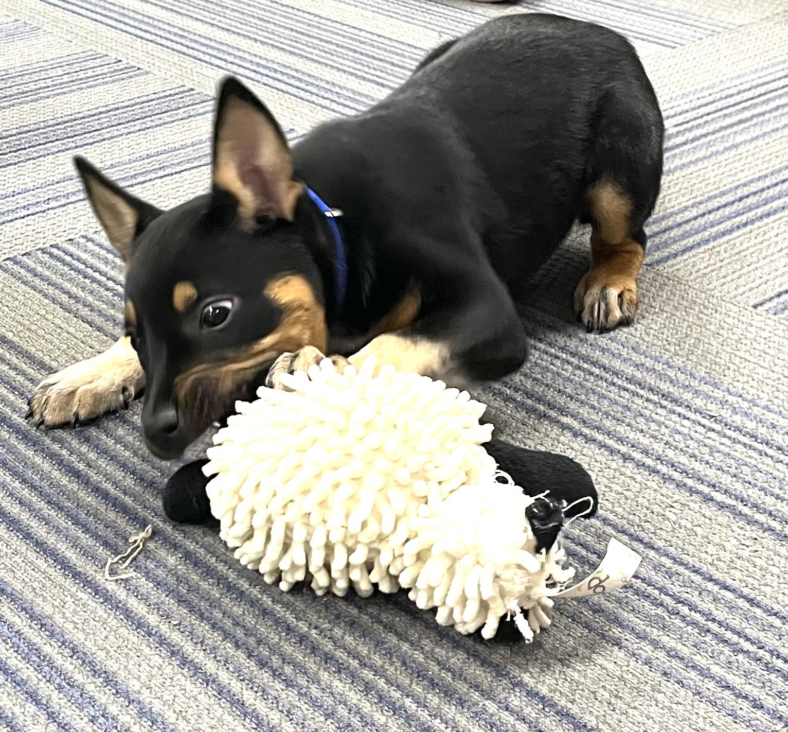 Enlarge Cindy Lou, an adopted mixed breed in Seabrook, TX image 2/5