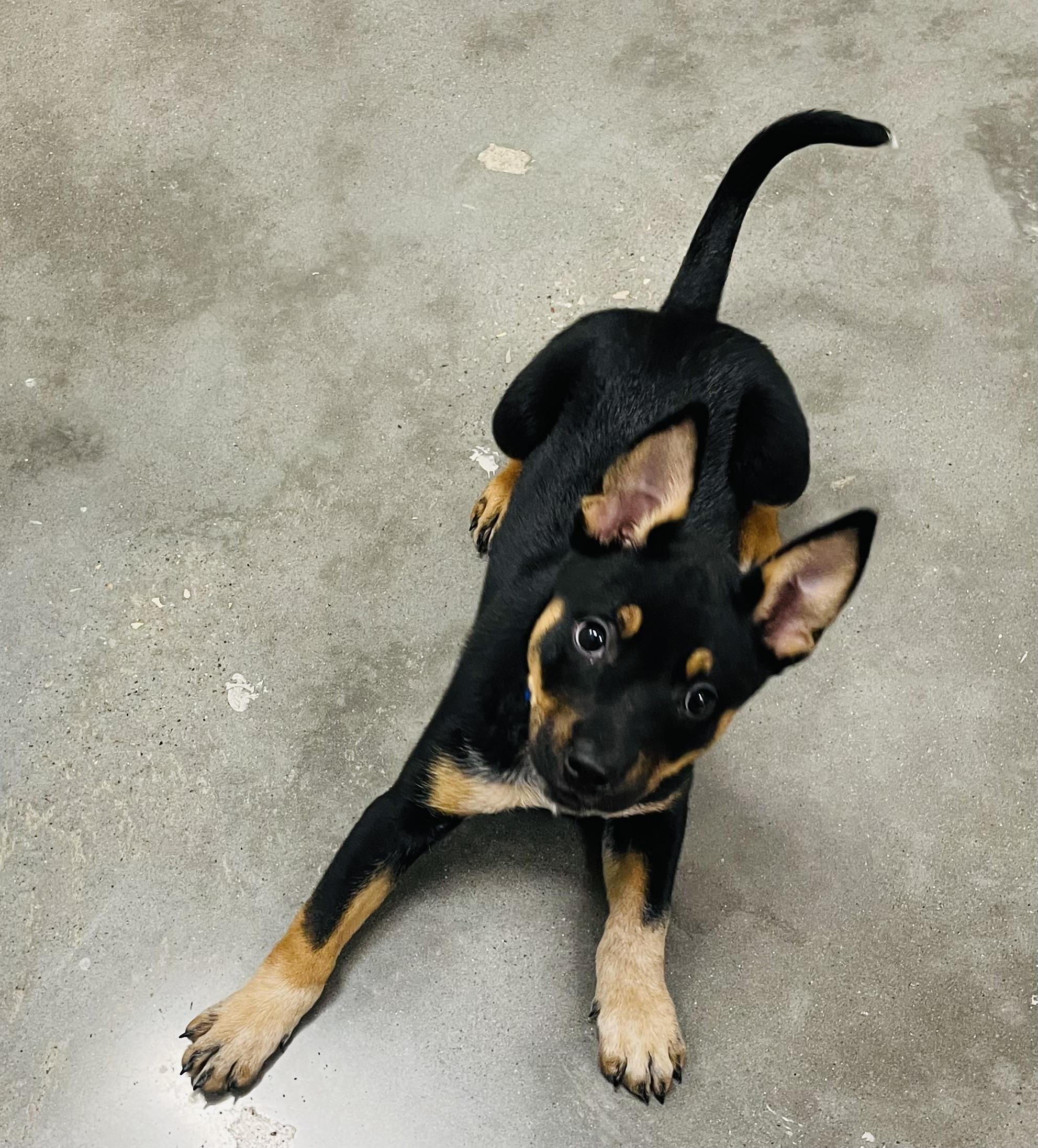 Enlarge Cindy Lou, an adopted mixed breed in Seabrook, TX image 3/5