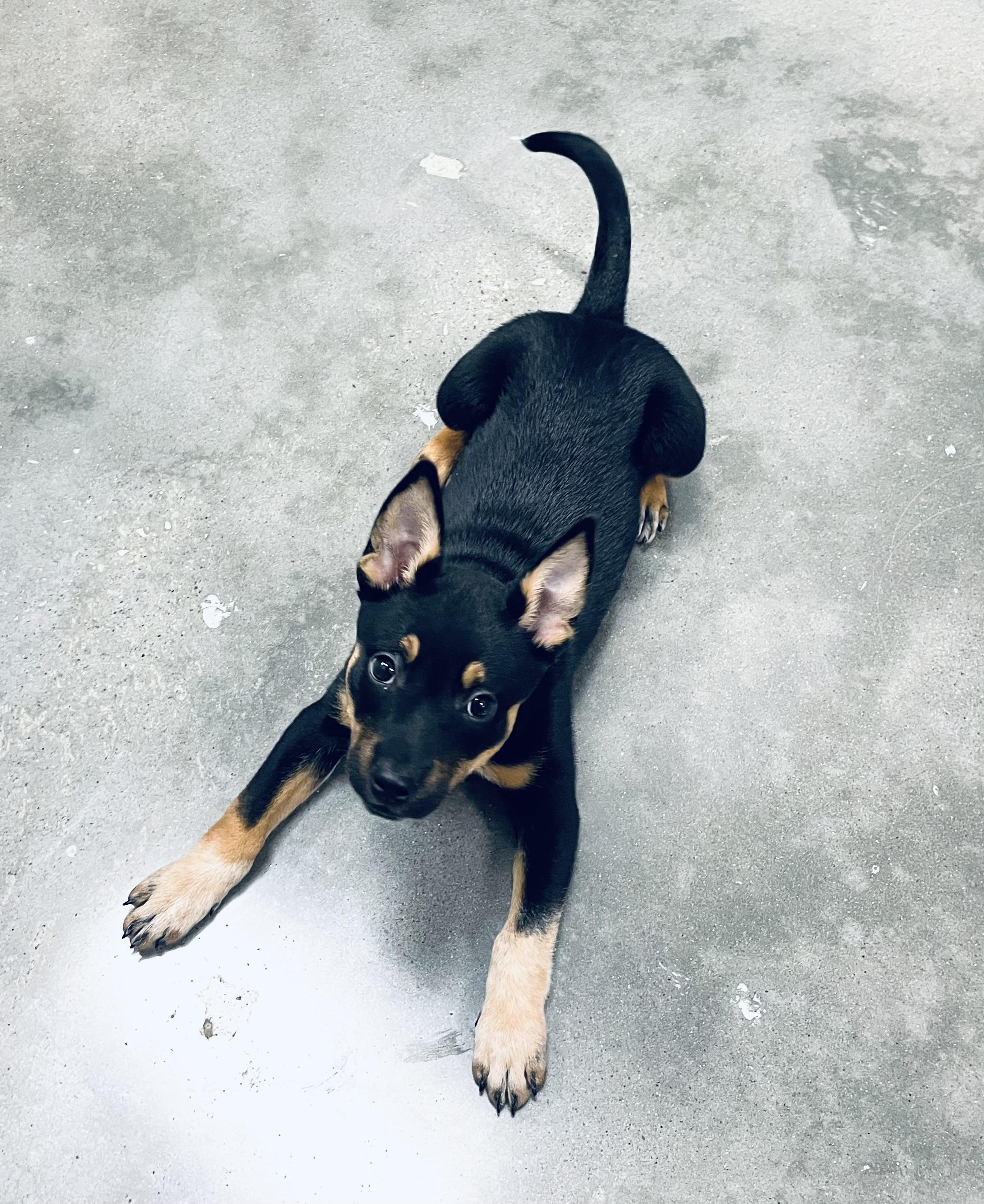 Enlarge Cindy Lou, an adopted mixed breed in Seabrook, TX image 4/5